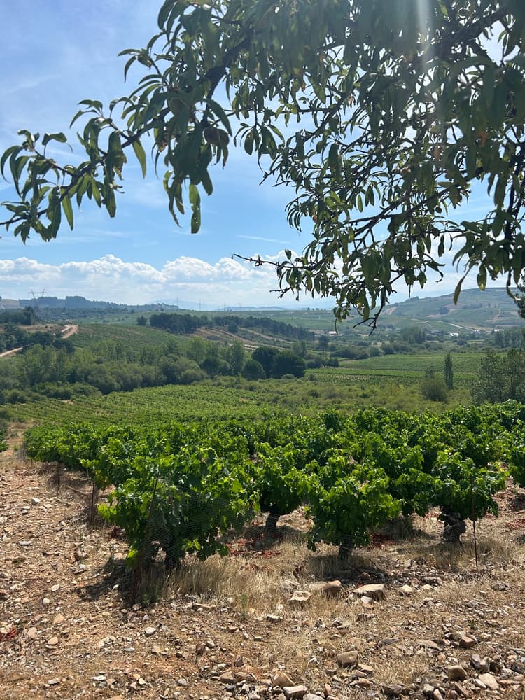 DOP Bierzo