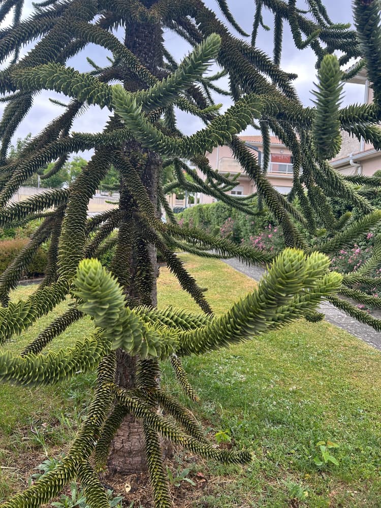 O desespero do macaco e outros encontros